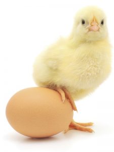Chicken or egg 225x300